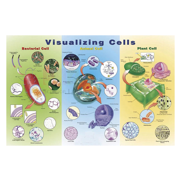 Cell Biology Equipments Manufacturers, Suppliers and Exporters in Ambala, India Cell Biology